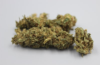 绿色和棕色白色表面上植物
